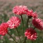 Edible Flowers Organic Cornflower Red Centaurea cyanus - 100 Seeds