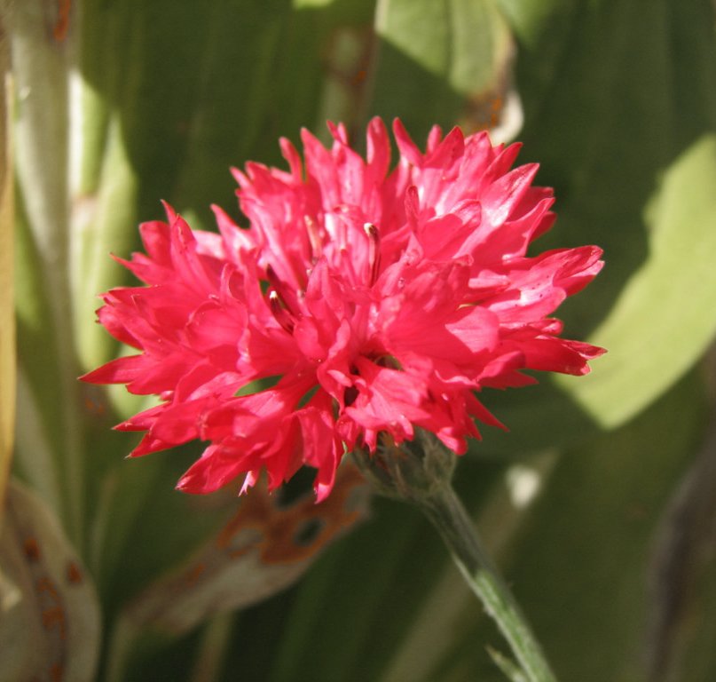 Red Cornflower Bachelor Button Centaurea cyanus 100 Seeds