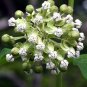 Rare Woodland Shade Butterfly Poke Milkweed White Asclepias Exaltata  - 12 Seeds