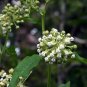 Rare Woodland Shade Butterfly Poke Milkweed White Asclepias Exaltata  - 12 Seeds