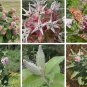 Showy Butterfly Milkweed Asclepias speciosa - 30 Seeds