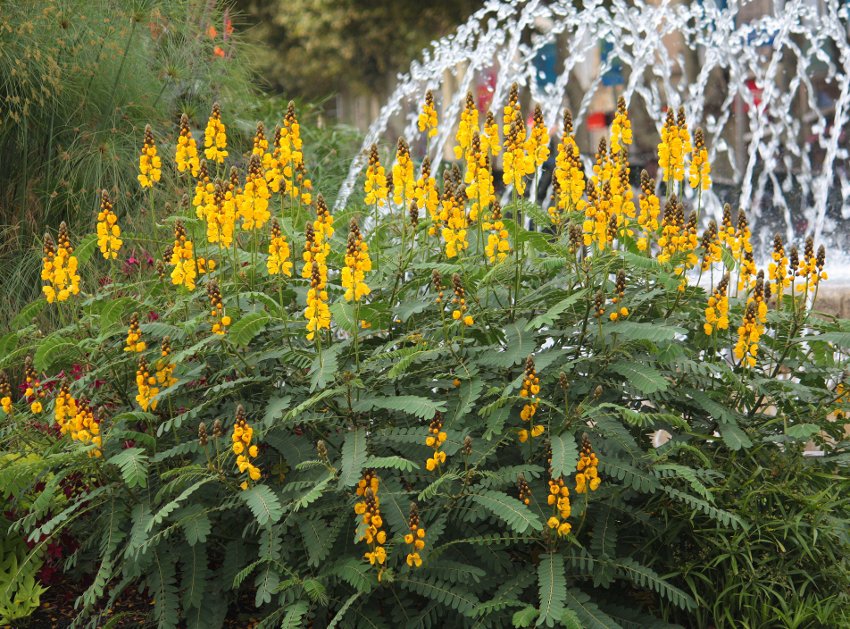 Rare Buttered Popcorn Plant Senna didymobotrya 8 Seeds