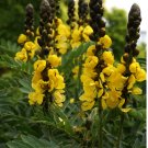 Rare Buttered Popcorn Plant Senna didymobotrya - 8 Seeds