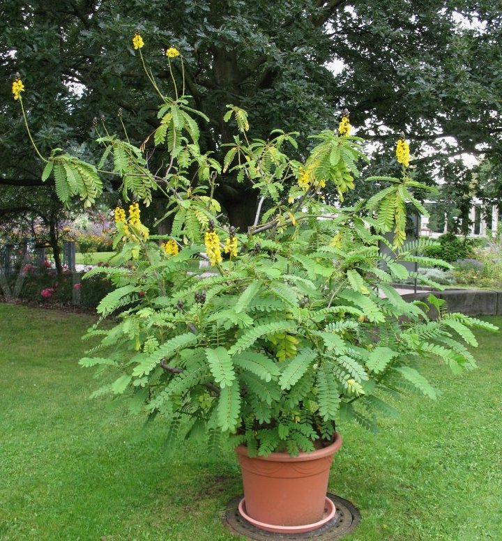 Rare Buttered Popcorn Plant Senna didymobotrya 8 Seeds