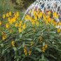 Yellow and Black Popcorn Plant Cassia didymobotrya - 8 Seeds