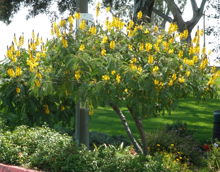 Yellow and Black Popcorn Plant Cassia didymobotrya 8 Seeds