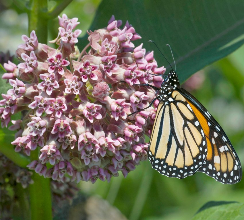 Virginia Silk Common Butterfly Milkweed Asclepias Syriaca - 30 Seeds