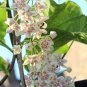 Rare Tropical Rosy Milkweed Vine Wattakaka sinensis - 8 Seeds