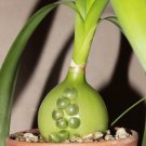 Pregnant Onion Caudiciform Succulent Albuca Bracteata - 20 Seeds