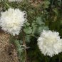 White Peony Poppy Papaver Paeoniflorum 'White Cloud' - 100 Seeds