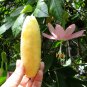 Curuba Banana Passion Fruit Passiflora Mollissima - 8 Seeds