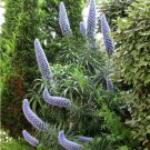 Beautiful Blue Pride of Madeira Echium candicans - 40 Seeds