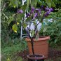 Purple Ballerina Devils Trumpet Datura Metel -10 Seeds