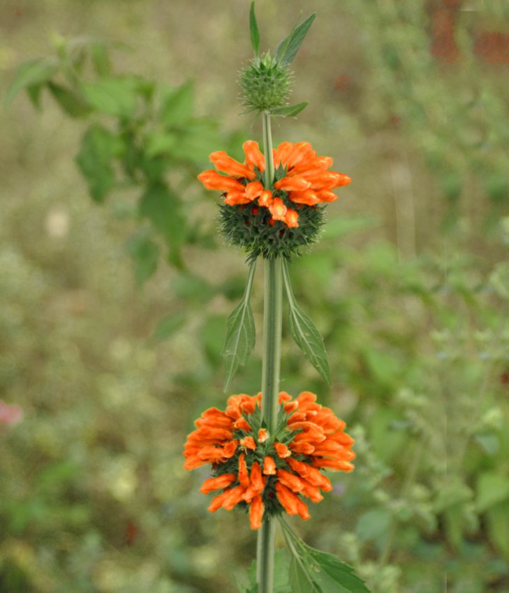 Klip Dagga Lion's Ear Leonotis nepetifolia - 20 Seeds