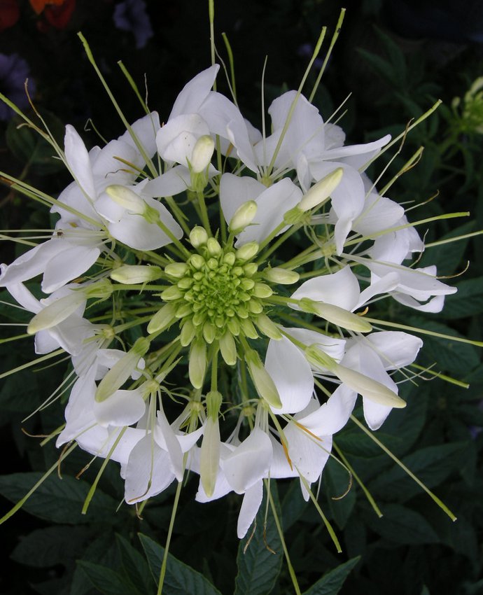 Exotic Spider Flower Bright White Cleome hassleriana 100 Seeds