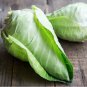 Rare Baby Arrowhead Cabbage Brassica oleracea capitata - 20 Seeds