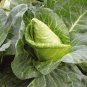 Rare Baby Arrowhead Cabbage Brassica oleracea capitata - 20 Seeds