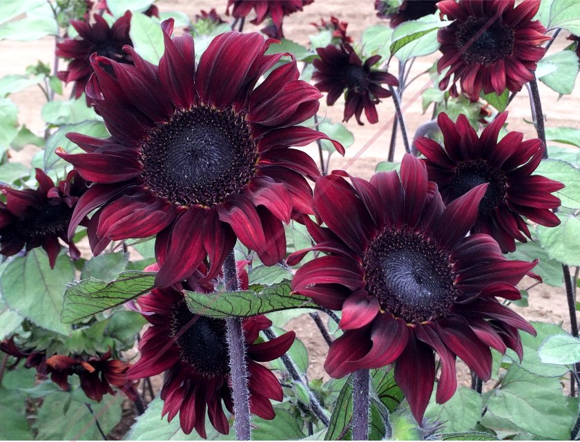 Rare Sunflower Red Wave Helianthus annuus - 20 Seeds