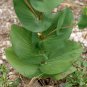 Chartreuse Hare's Ear Bupleurum Rotundifolium - 50 Seeds
