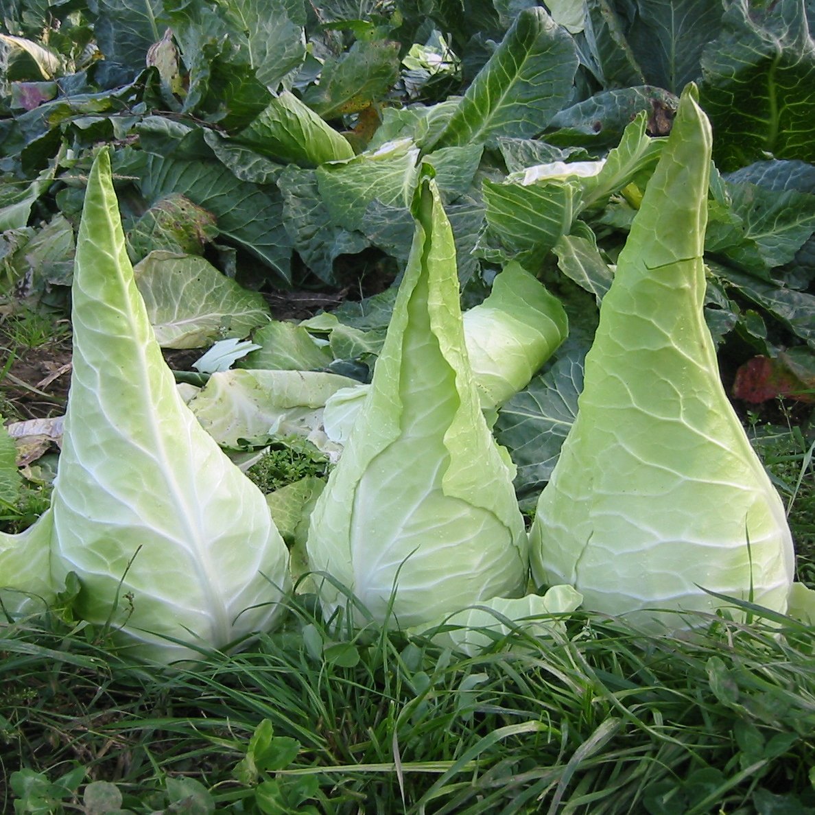 Rare Giant Cone Cabbage Filderkraut Brassica oleracea capitata - 40 Seeds