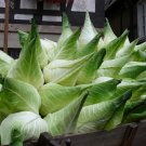Rare Giant Cone Cabbage Filderkraut Brassica oleracea capitata - 40 Seeds