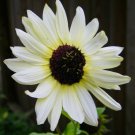 'Italian White' Sunflower Helianthus - 50 Seeds