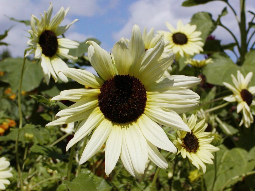 'Italian White' Sunflower Helianthus 50 Seeds