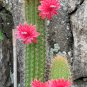 Rare Bolivian Cactus Succulent Cleistocactus Samaipatanus - 15 Seeds