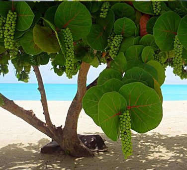 Tropical Sea Grape Beach Tree Coccoloba uvifera - 8 Seeds