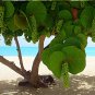 Tropical Sea Grape Beach Tree Coccoloba uvifera - 8 Seeds