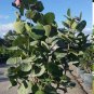 Tropical Sea Grape Beach Tree Coccoloba uvifera - 8 Seeds