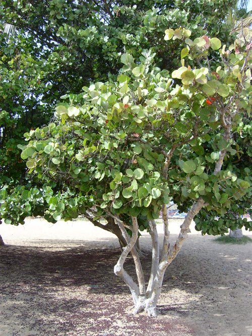 Tropical Sea Grape Beach Tree Coccoloba uvifera 8 Seeds