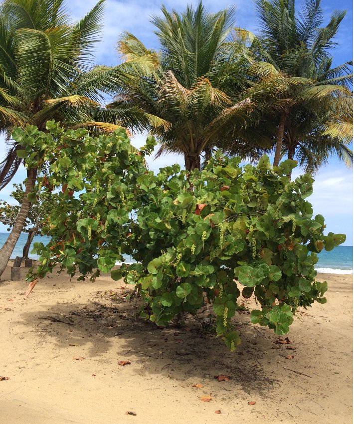 sea grape tree sea grape tree