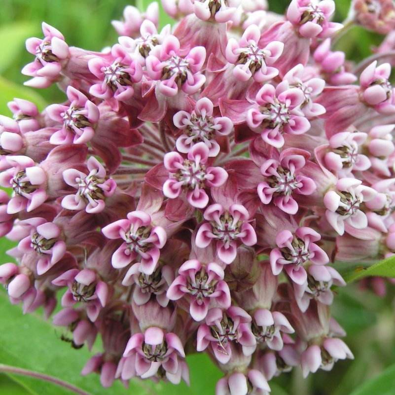 Pink Rose Butterfly Milkweed Asclepias Incarnata - 30 Seeds