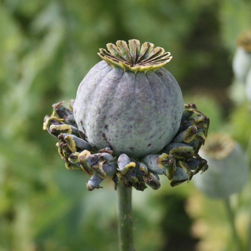 Unusual Crazy Poppy Hens & Chickens Papaver somniferum - 100 Seeds