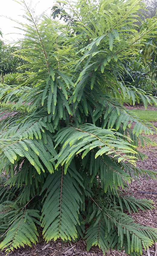 Tropical Malacca Indian Gooseberry Phyllanthus emblica Emblica officinalis - 25 Seeds