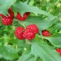 Unusual Strawberry Spinach Chenopodium foliosum - 80 Seeds
