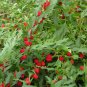 Unusual Strawberry Spinach Chenopodium foliosum - 80 Seeds