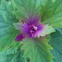 Unique Magenta Tree Spinach Chenopodium giganteum - 40 Seeds