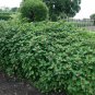 Unique Magenta Tree Spinach Chenopodium giganteum - 40 Seeds