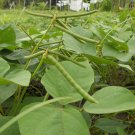 Rare Tropical Black Matpe Bean Vigna Mungo - 100 Seeds