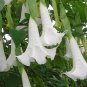 White Brugmansia Angel Trumpet Brugmansia arborea - 5 Seeds