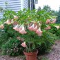 Pink Brugmansia Angel Trumpet Brugmansia suaveolens - 5 Seeds