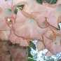 Pink Brugmansia Angel Trumpet Brugmansia suaveolens - 5 Seeds