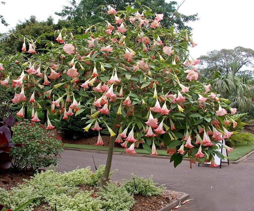 ফুল সহ ডঙ্কা ফুল গাছ (Brugmansia suaveolens (Humb. & Bonpl. ex Willd.)