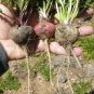 Peruvian Maca Root Lepidium Meyenii - 25 Seeds