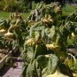 Organic Giant Skyscraper Sunflower Helianthus annuus - 25 Seeds