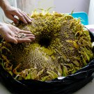 Organic 'Titan' Giant Sunflower Helianthus annuus - 30 Seeds