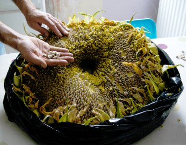 Organic 'Titan' Giant Sunflower Helianthus annuus - 30 Seeds
