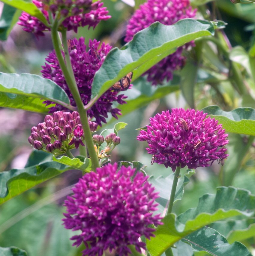 Rare Purple Milkweed Native Asclepias purpurascens 10 Seeds